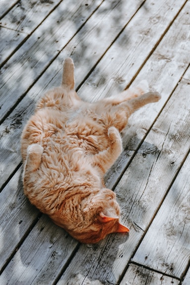 brown cat lying gray wooden plank