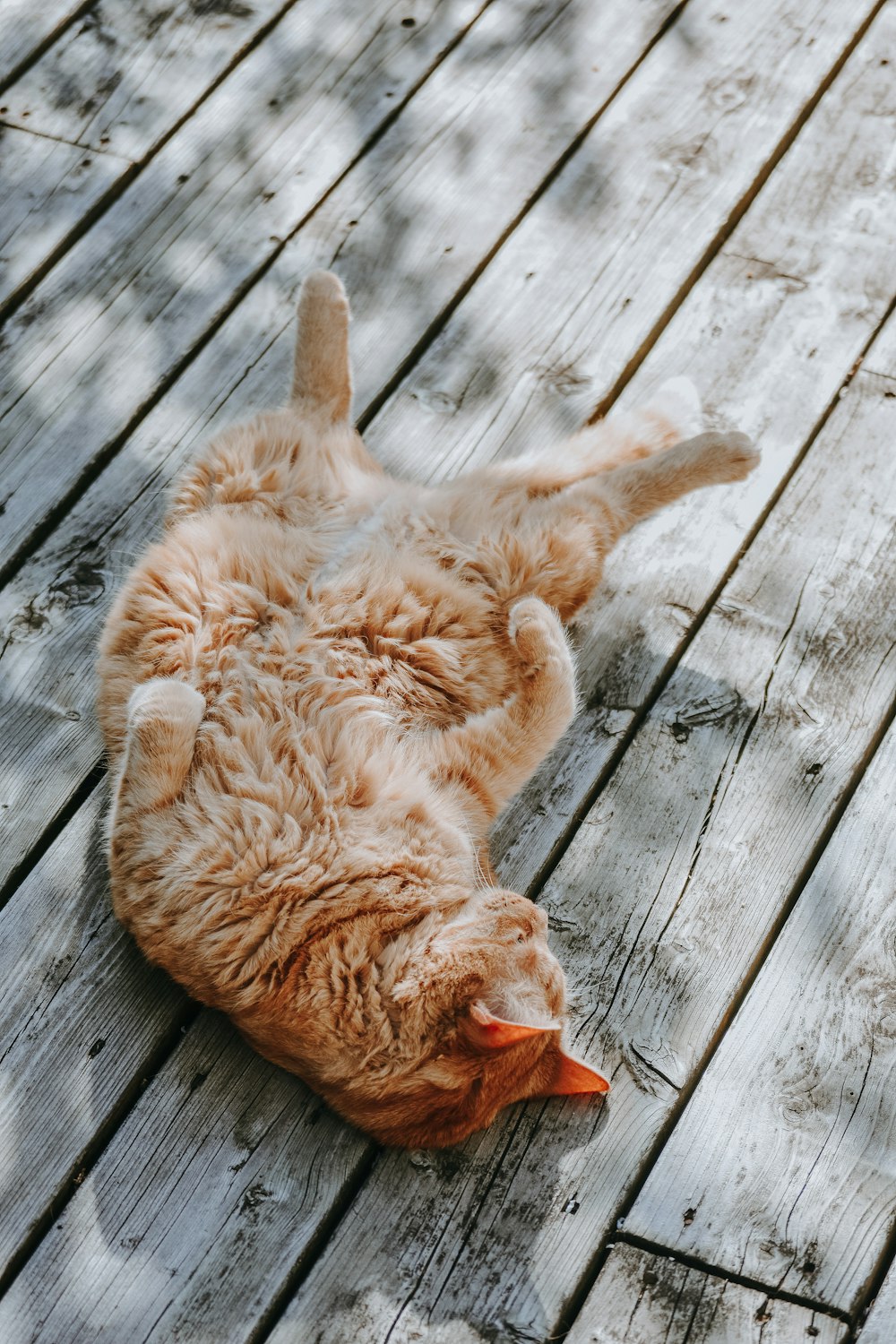 灰色の木の板に横たわっている茶色の猫