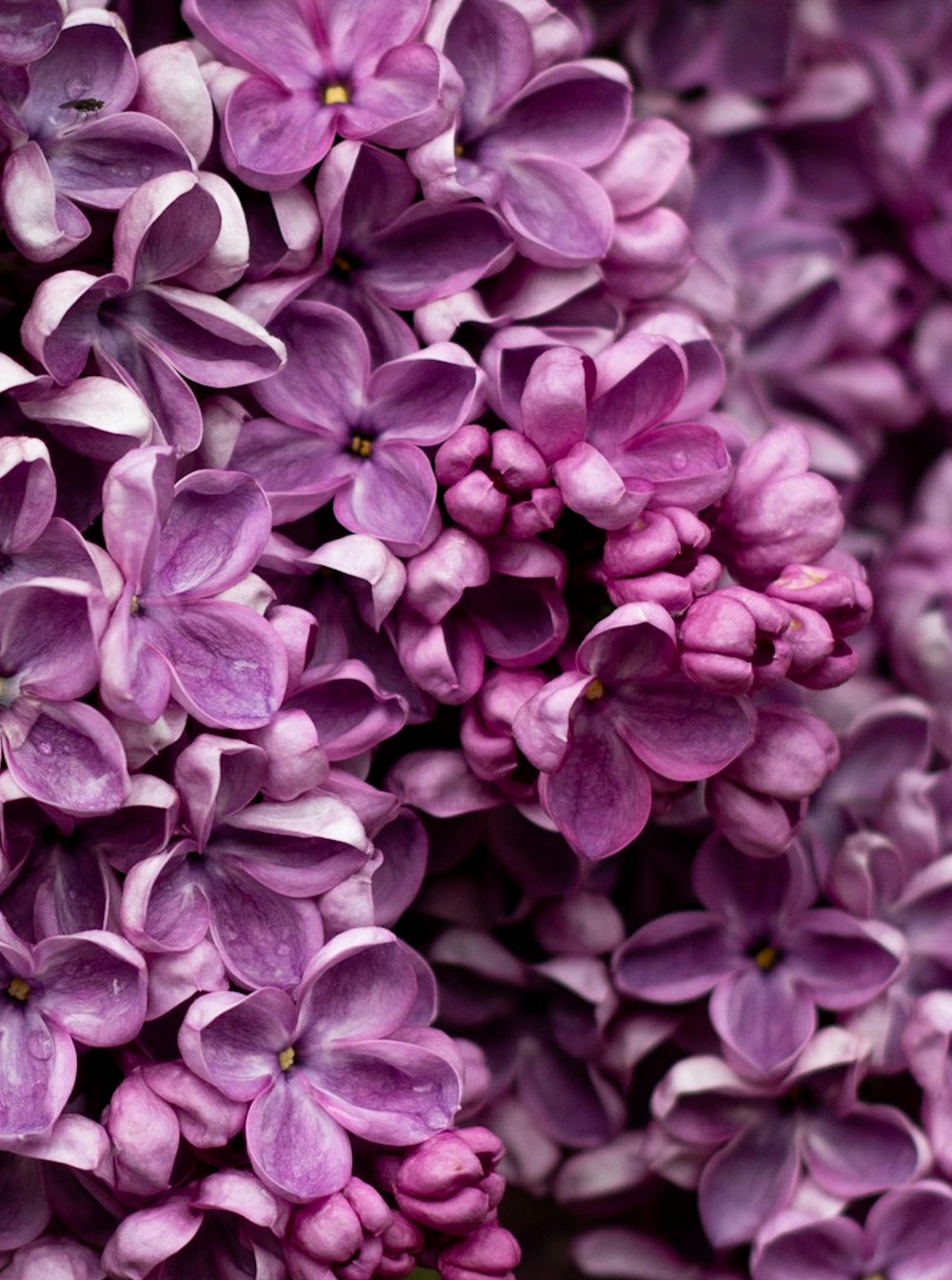 Fotografía macro de flor púrpura