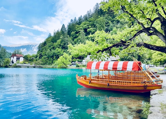 brown wooden boat with white and red striped ceiling dock on gray concrete seawall beside green leaf tree in Lake Bled Slovenia