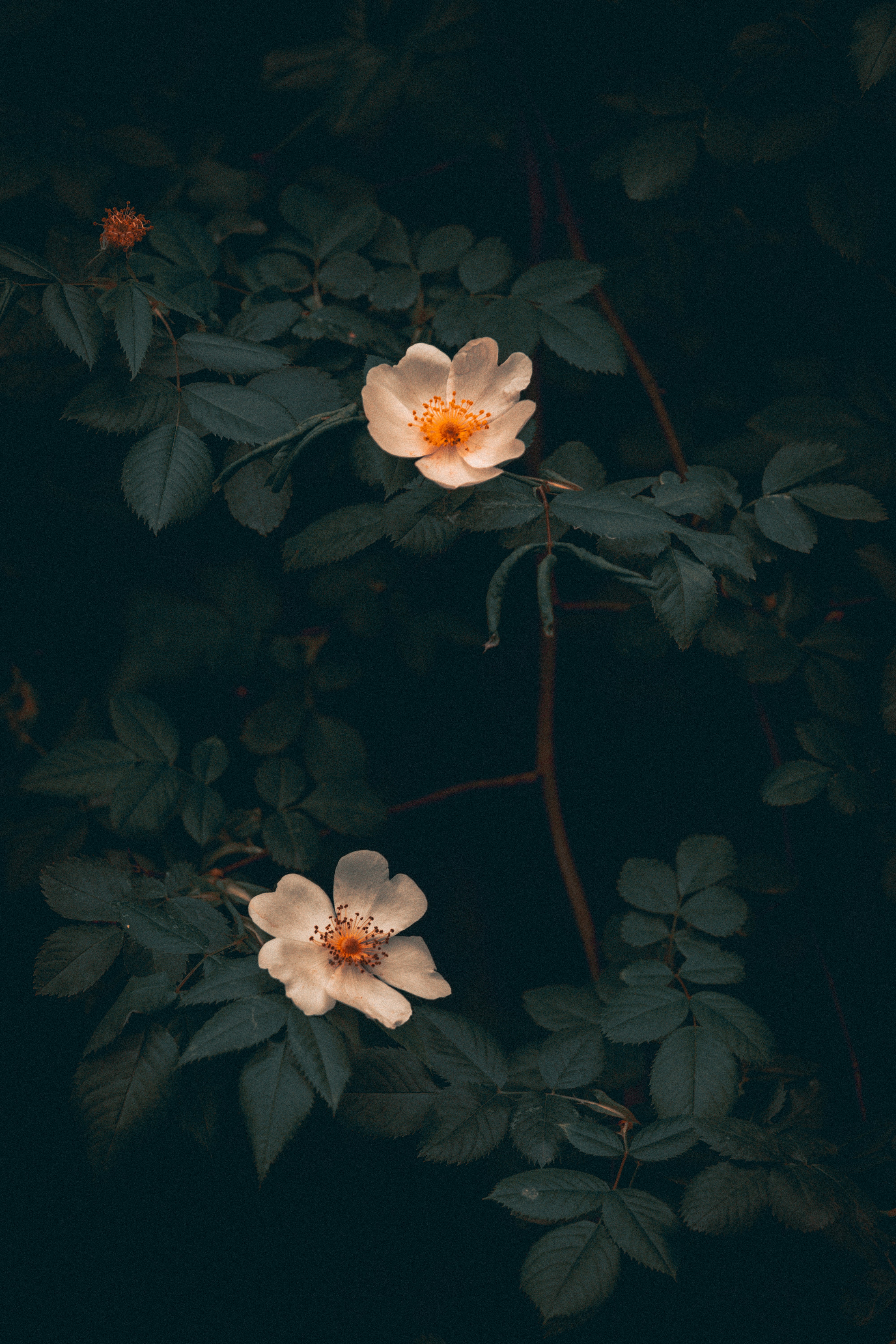 Photo by adspedia