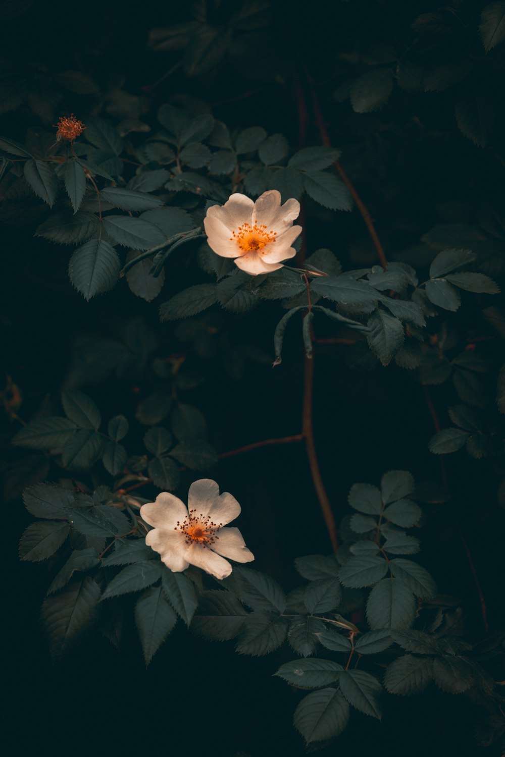 two white flowers