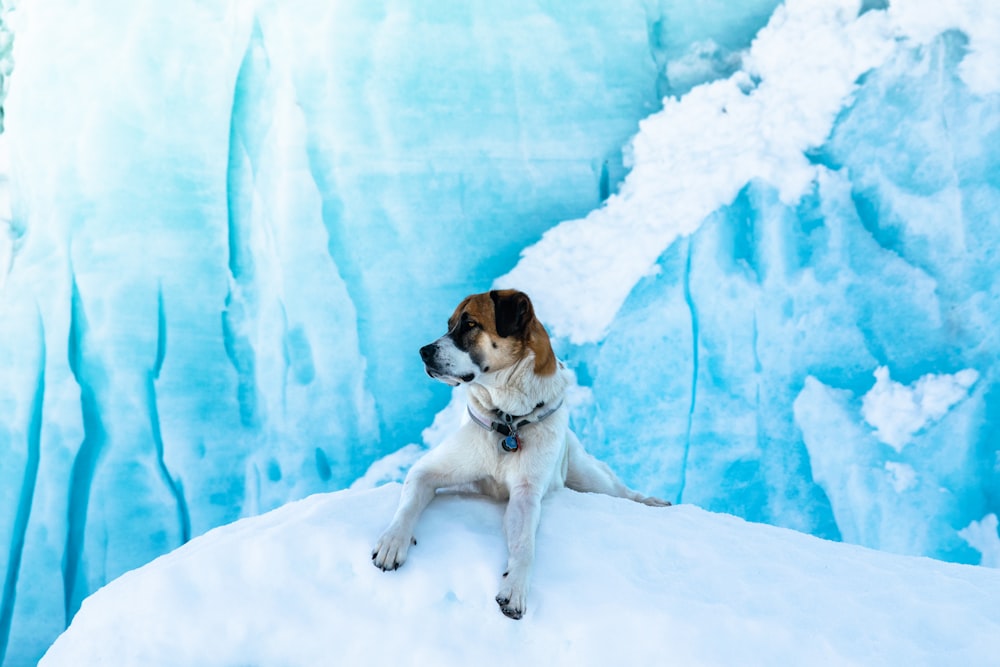 medium short-coated brown and tan dog on snow