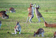 kangaroos on grass field