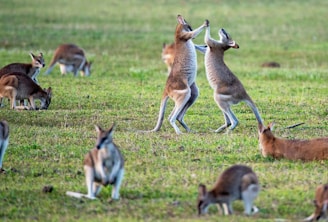 kangaroos on grass field