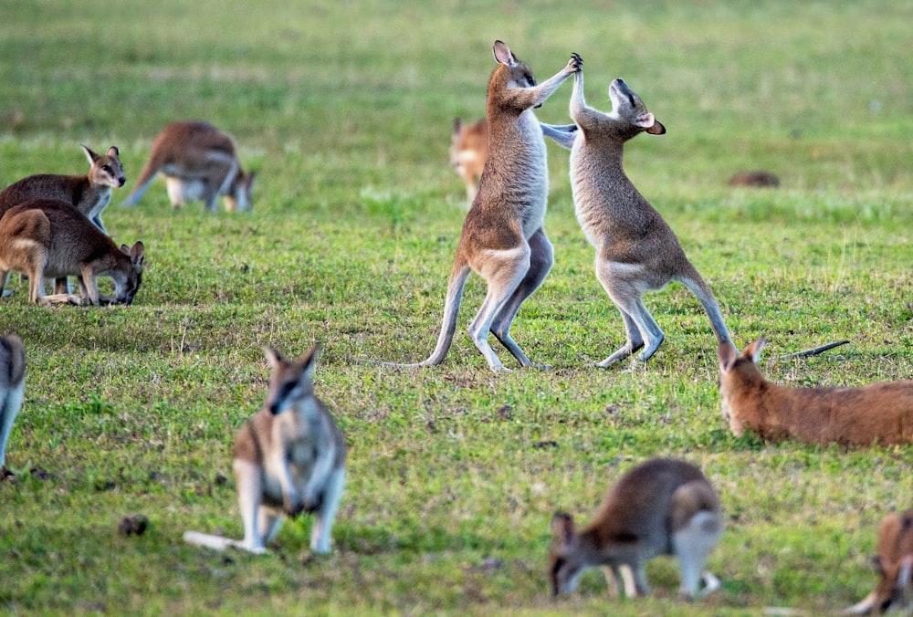 kangaroos on grass field