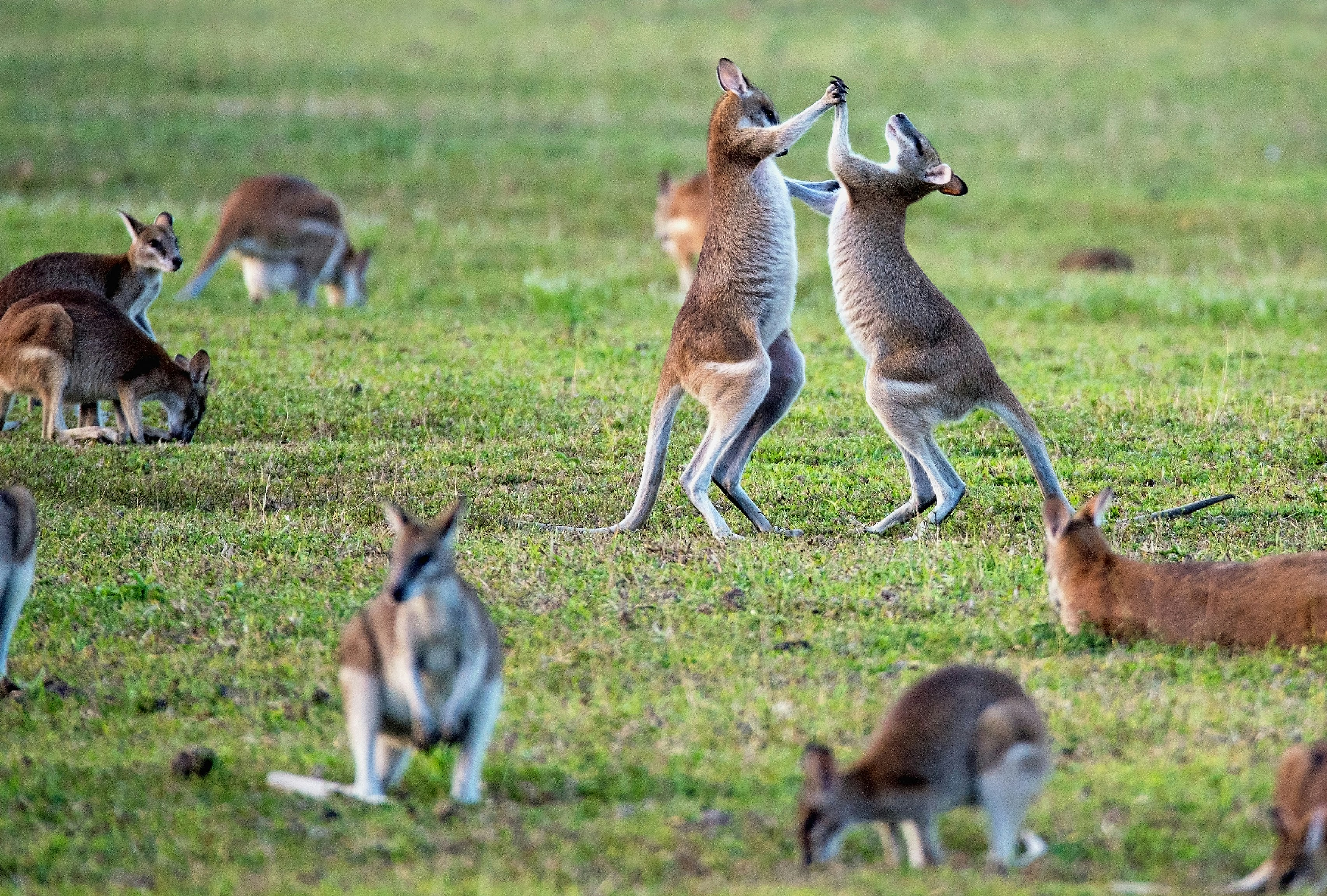 Close Encounters With Wildlife: Camping Adventures