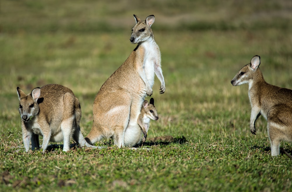 group of kangaroos on green grass