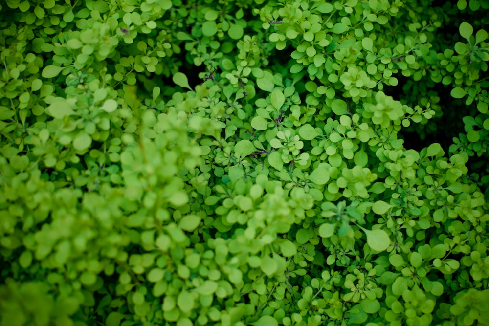 green leafed plant