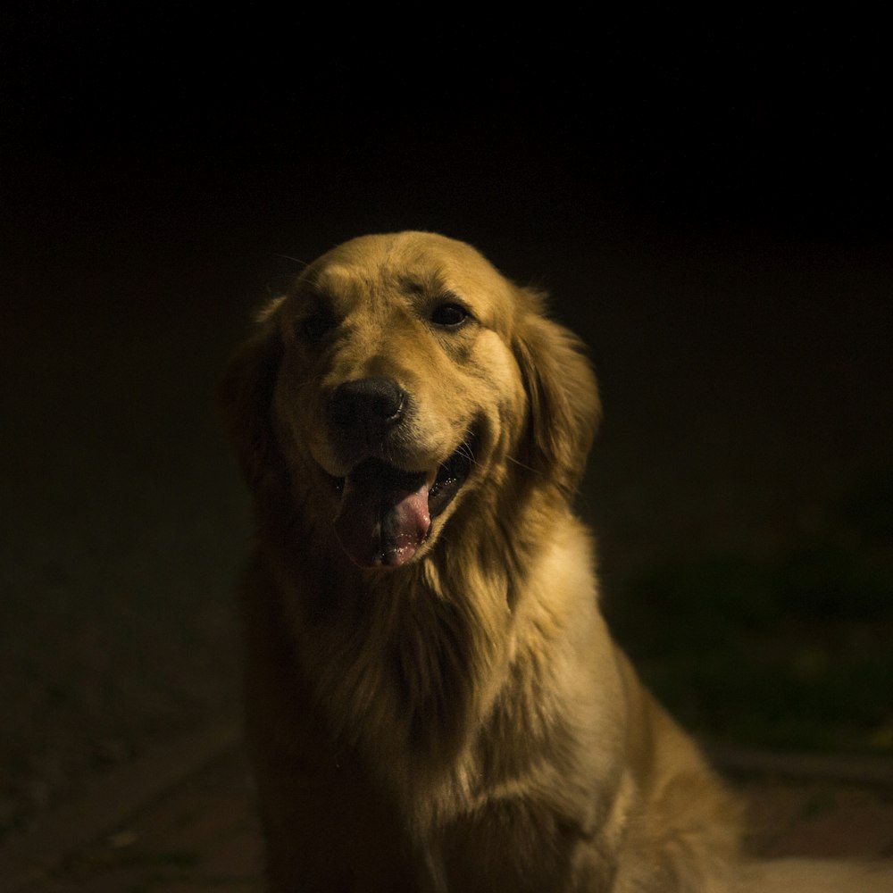 short-coated brown dog sitting on road