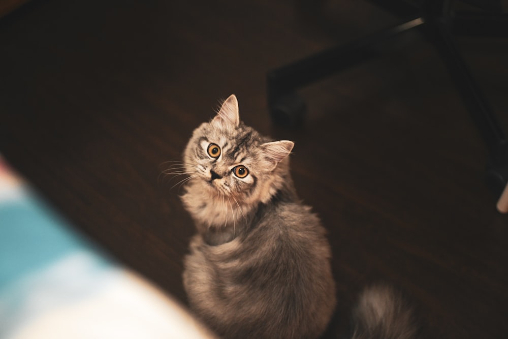 braune Katze auf Holzboden