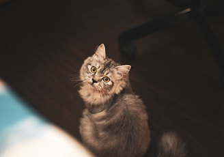 brown cat on wooden floor