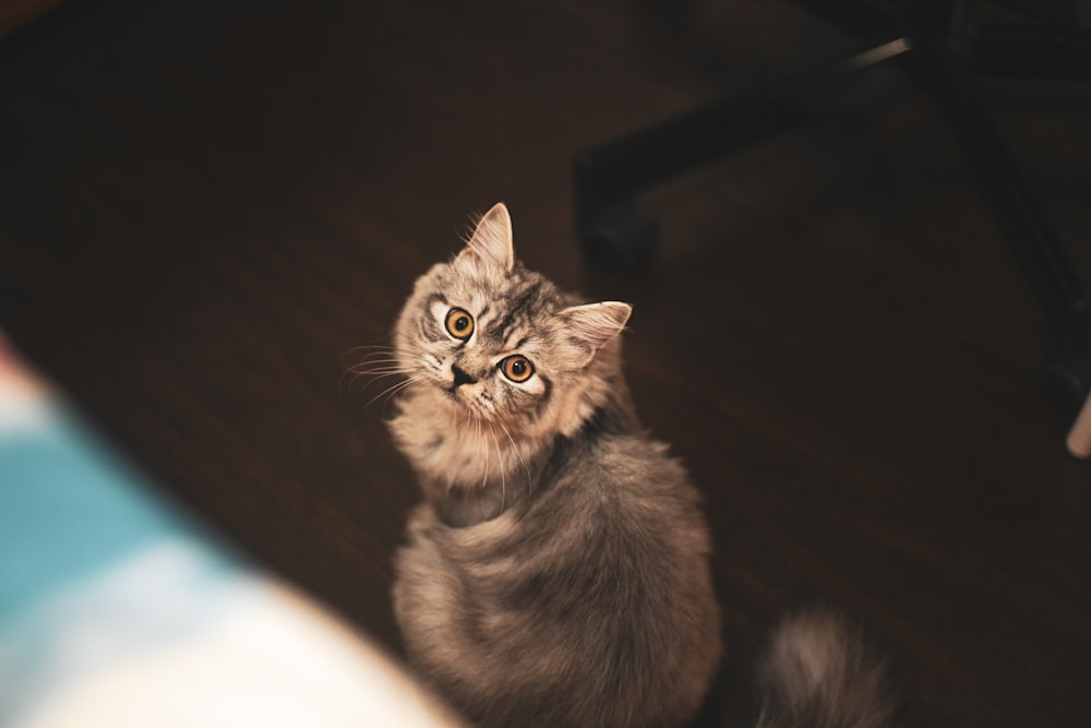 brown cat on wooden floor