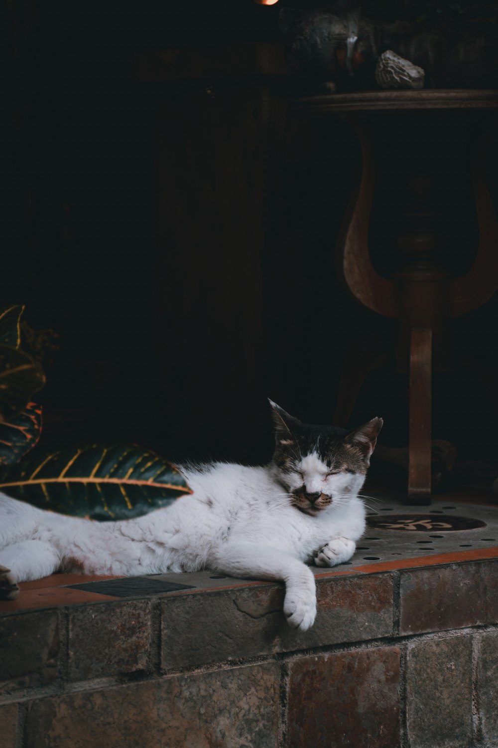 white cat lying on grey concrete surface