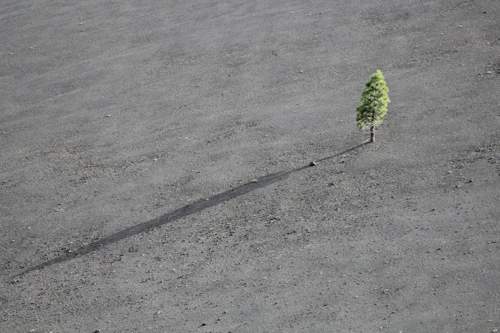 green leafed tree