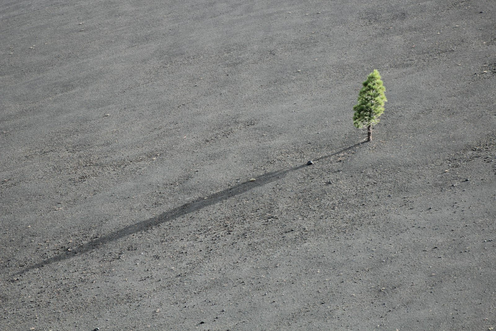 Canon EOS 600D (Rebel EOS T3i / EOS Kiss X5) + Canon EF 75-300mm f/4-5.6 sample photo. Green leafed tree photography