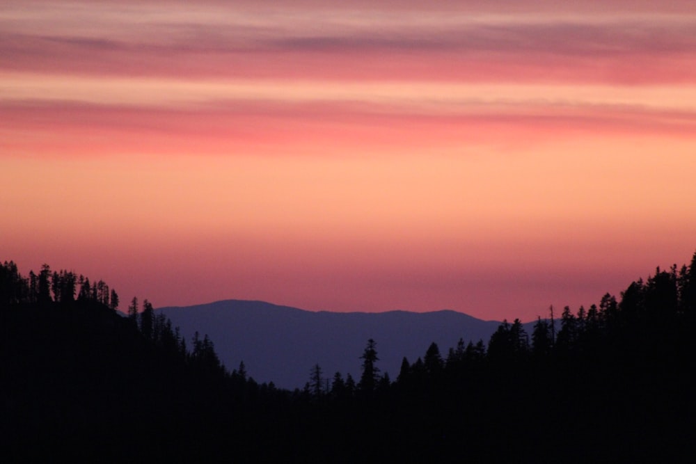 silhouette of trees