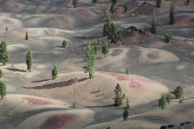 green trees illustration mars zoom background