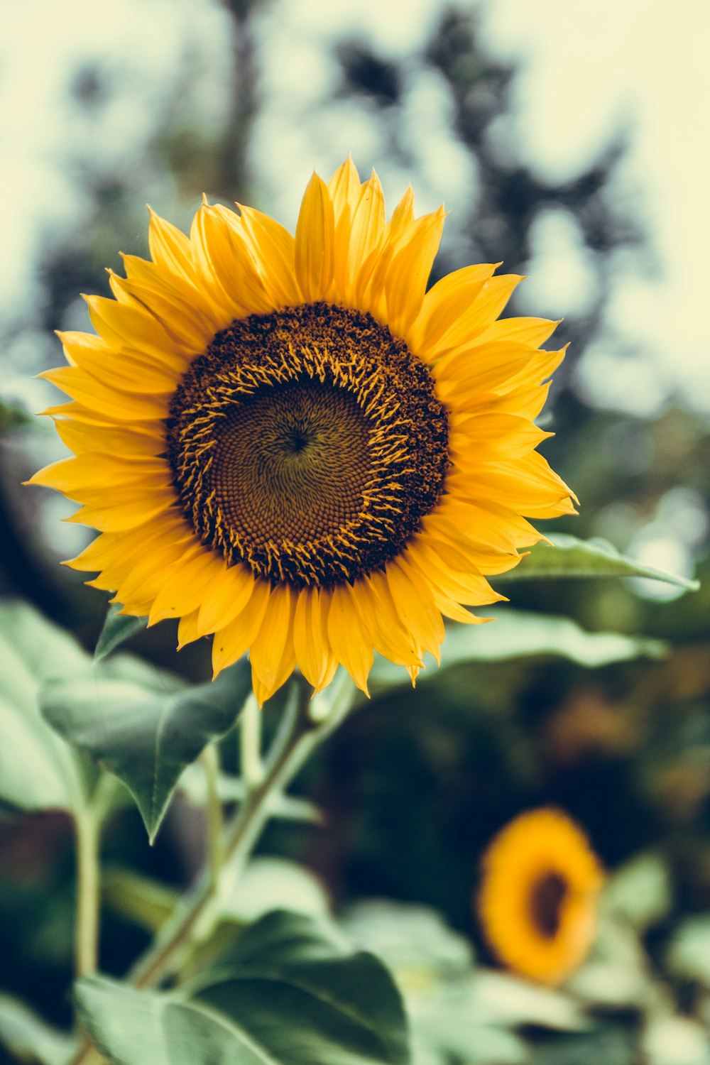 Fotografia a fuoco selettiva del girasole