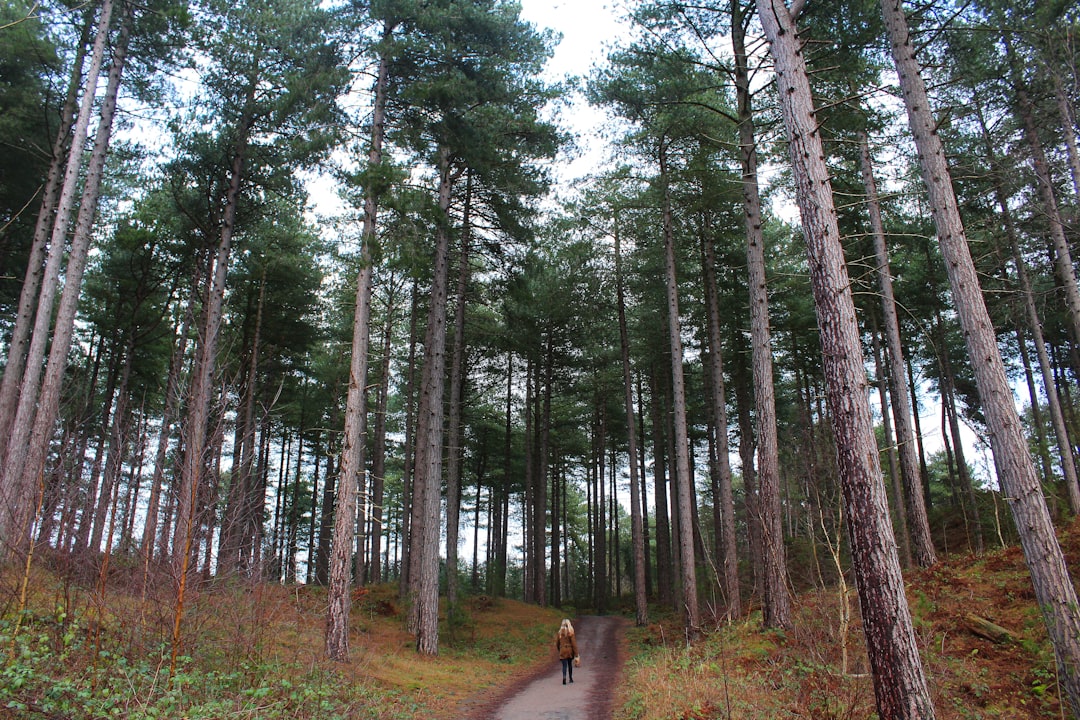 photo of Formby Forest near Blackpool Tower