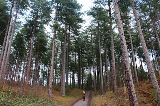 woman walking between green leaf trees in Formby United Kingdom