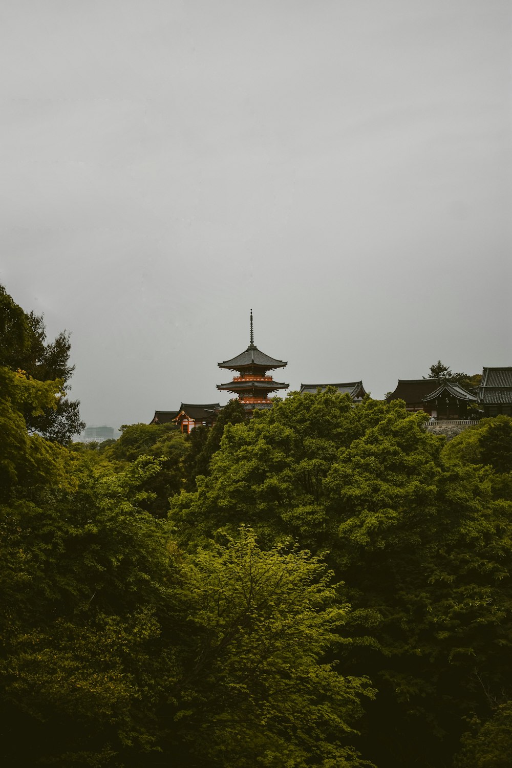 green trees under white sky during daytime