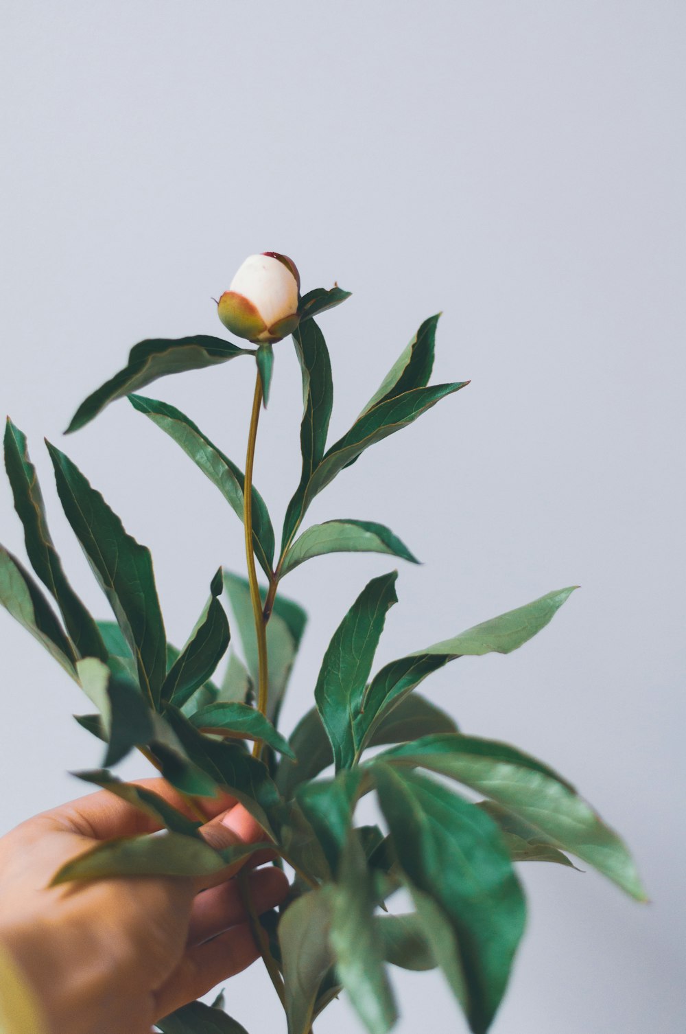 personne tenant une plante à feuilles vertes