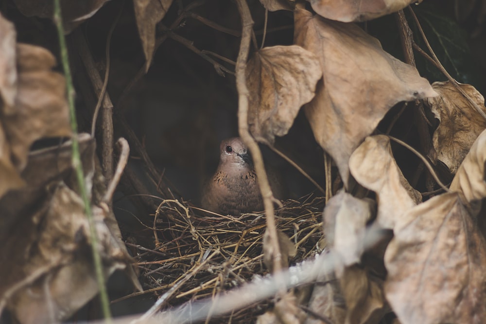 brown bird on nest
