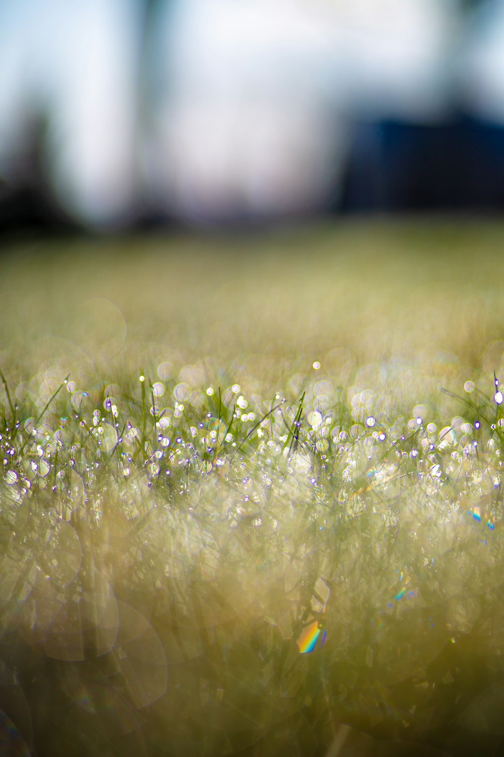 selective focus photography of green leafed plant