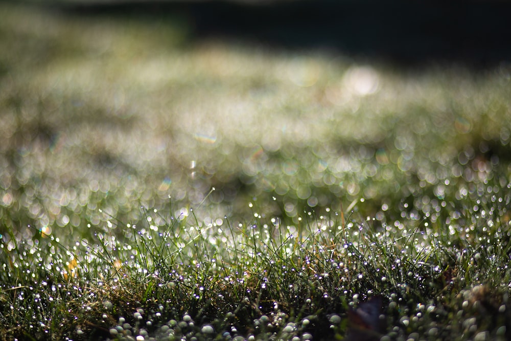 selective focus photography of green grass plant