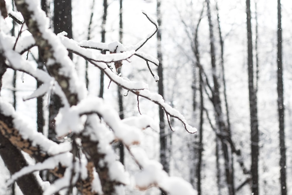 snow covered trees