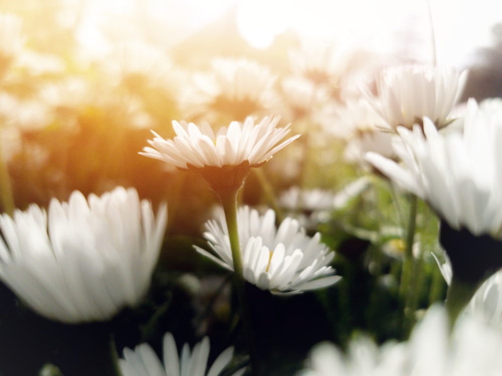 photo of white petaled flowers