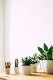 green leafed plant