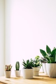 green leafed plant