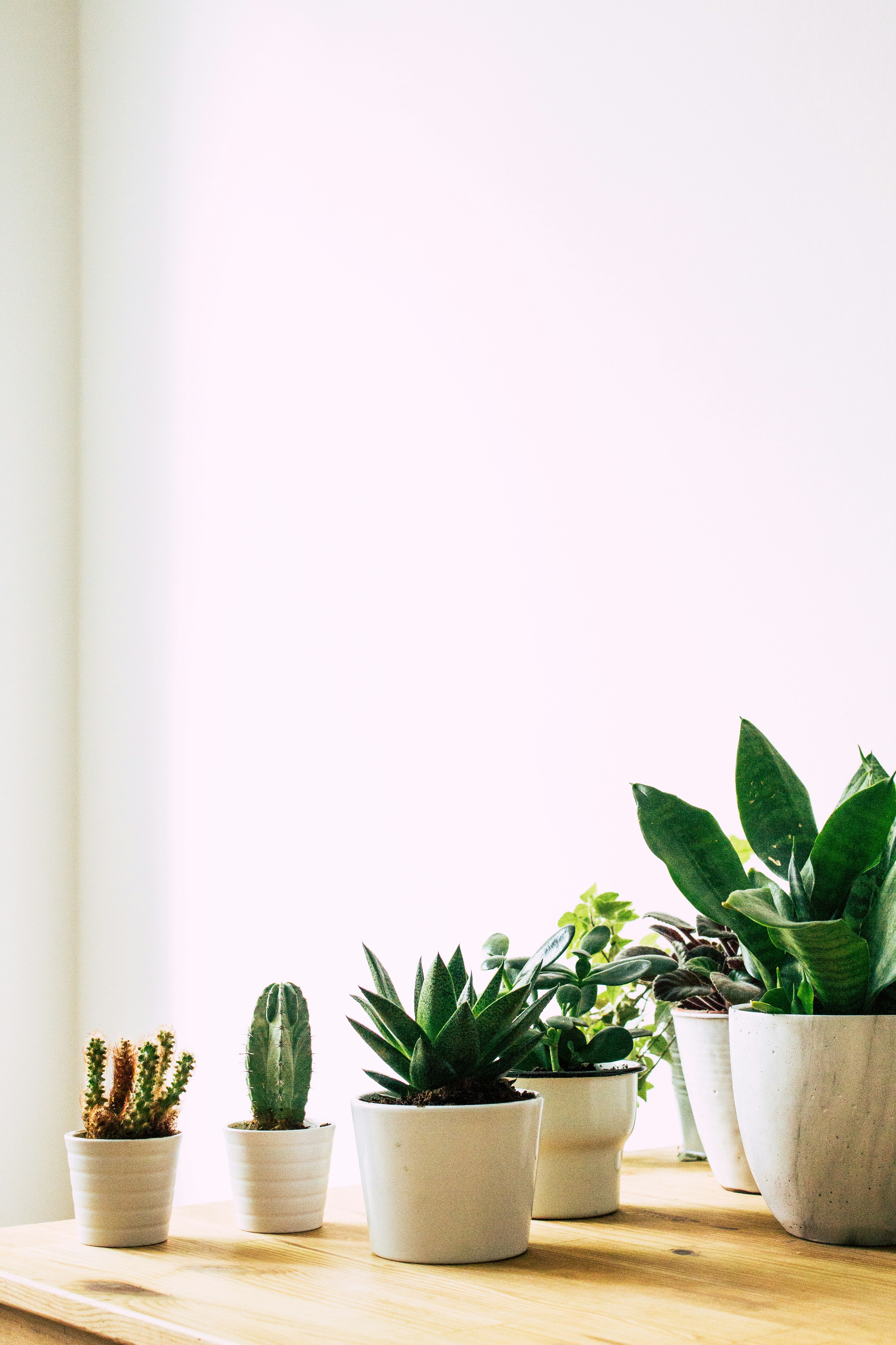 How Do I Know If My Succulent Is Healthy?