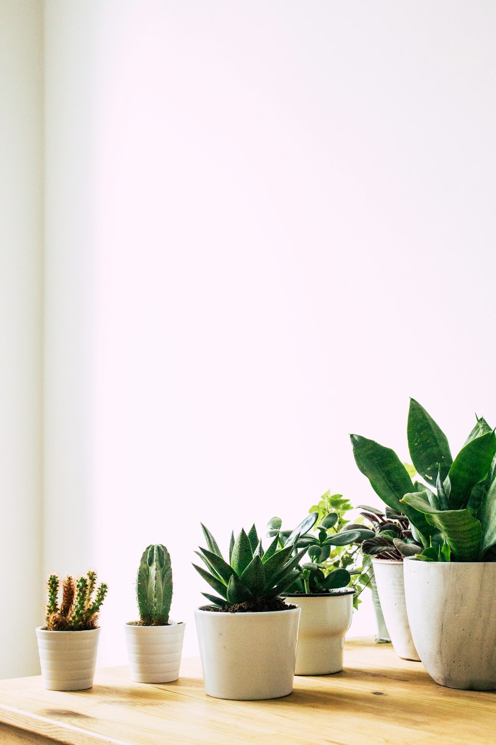 green leafed plant