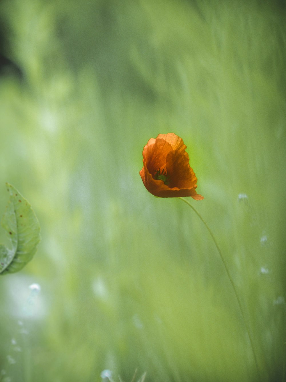 orange flower surrounded by grass during daytime