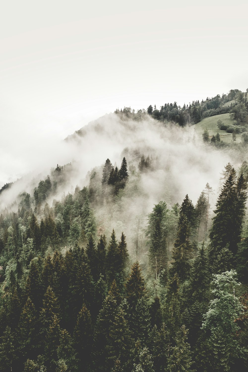 aerial photography of woods with fogs