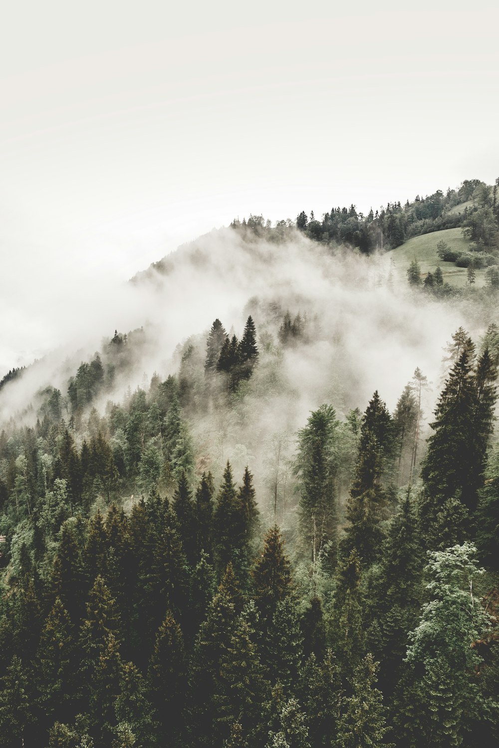 Fotografía aérea de bosques con niebla
