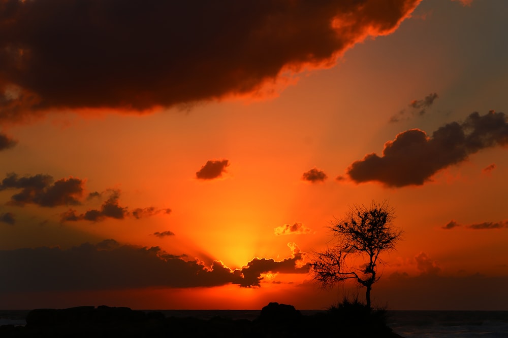 leafless tree during golden hour