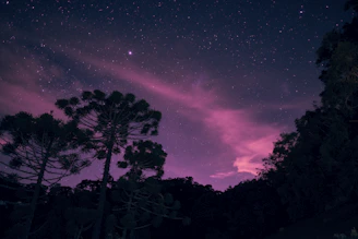 silhouette of trees under cloudy sky