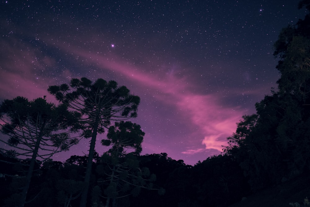 silhouette of trees under cloudy sky