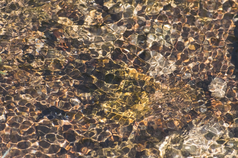 a close up view of water and rocks