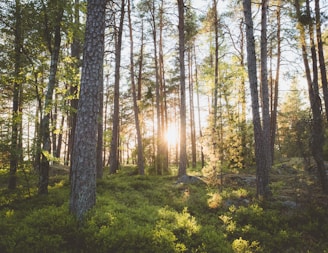 photo of trees on forest