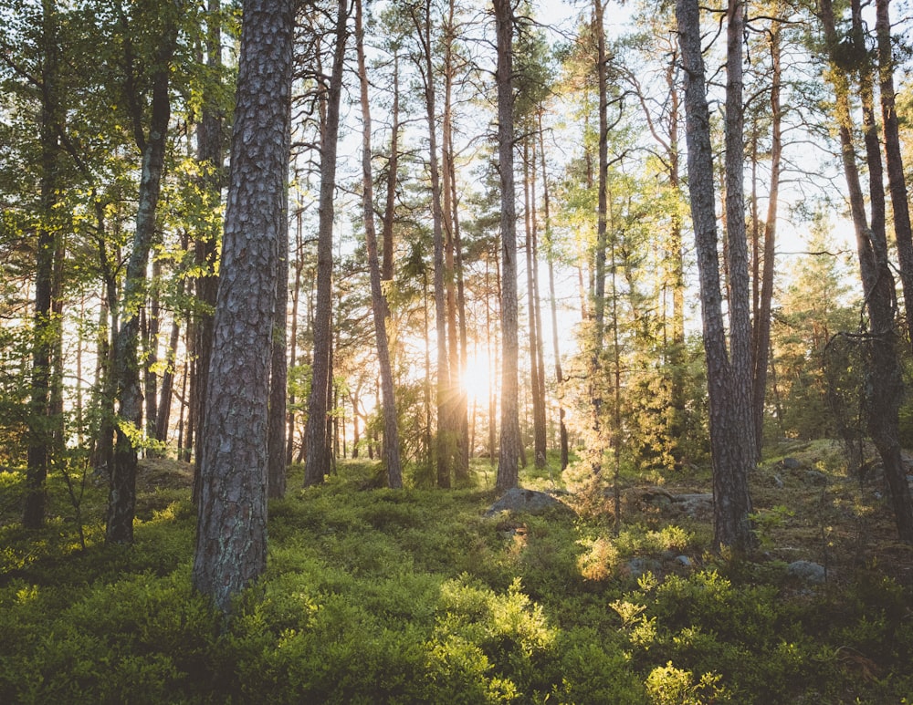 photo of trees on forest