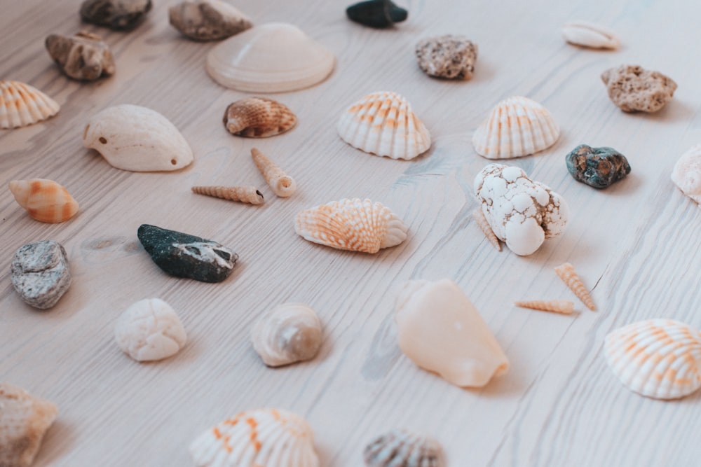 assorted seashell lot