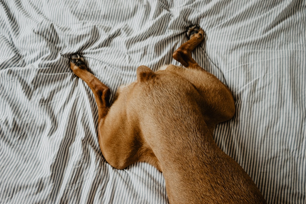 dog laying on bed