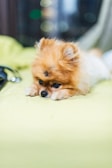 A small, fluffy dog with a brown and white coat is lying on a light green surface, appearing relaxed and comfortable. Its eyes are expressive, adding to the cute and adorable appearance.
