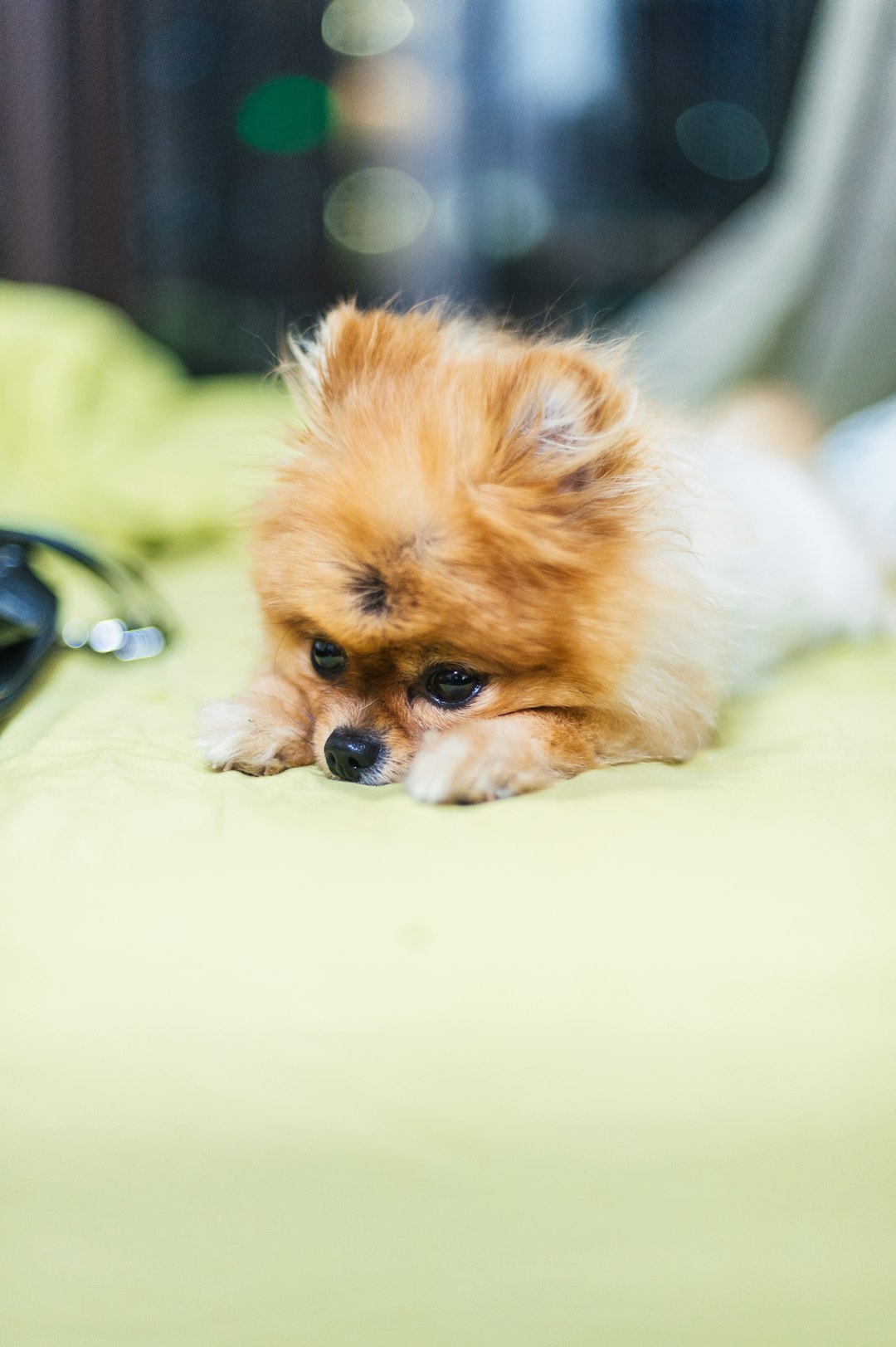 brown puppy on green textile