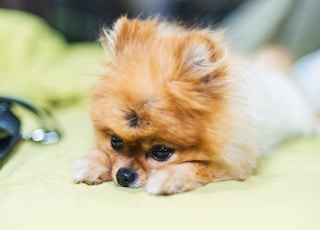 brown puppy on green textile